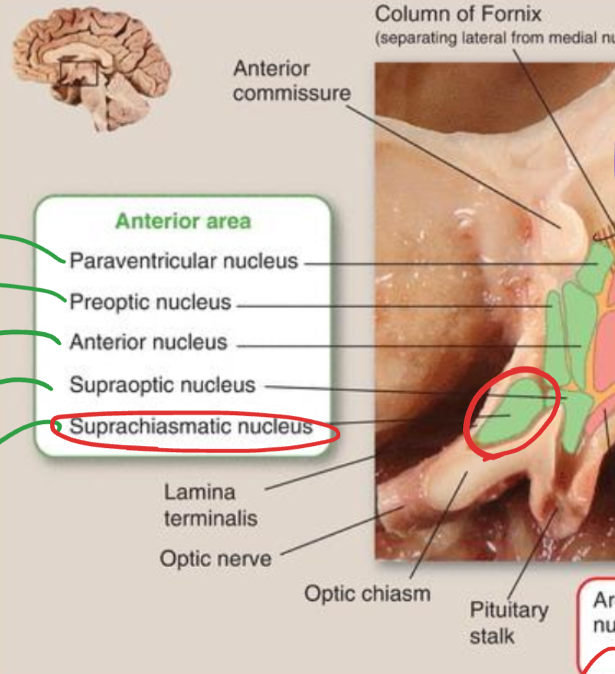 <p>Suprachiasmatic nucleus</p>