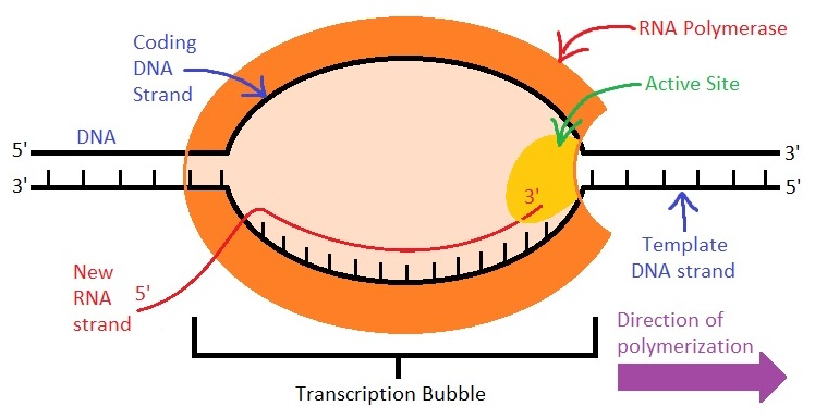 <p>Which direction does RNA pol II synthesize RNA?</p>