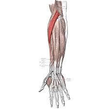 What is the innervation for Extensor Carpi Radialis Longus