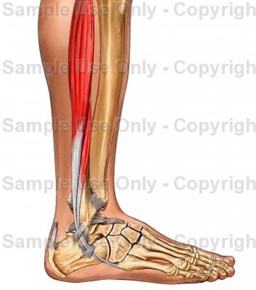 <p>lateral compartment</p>