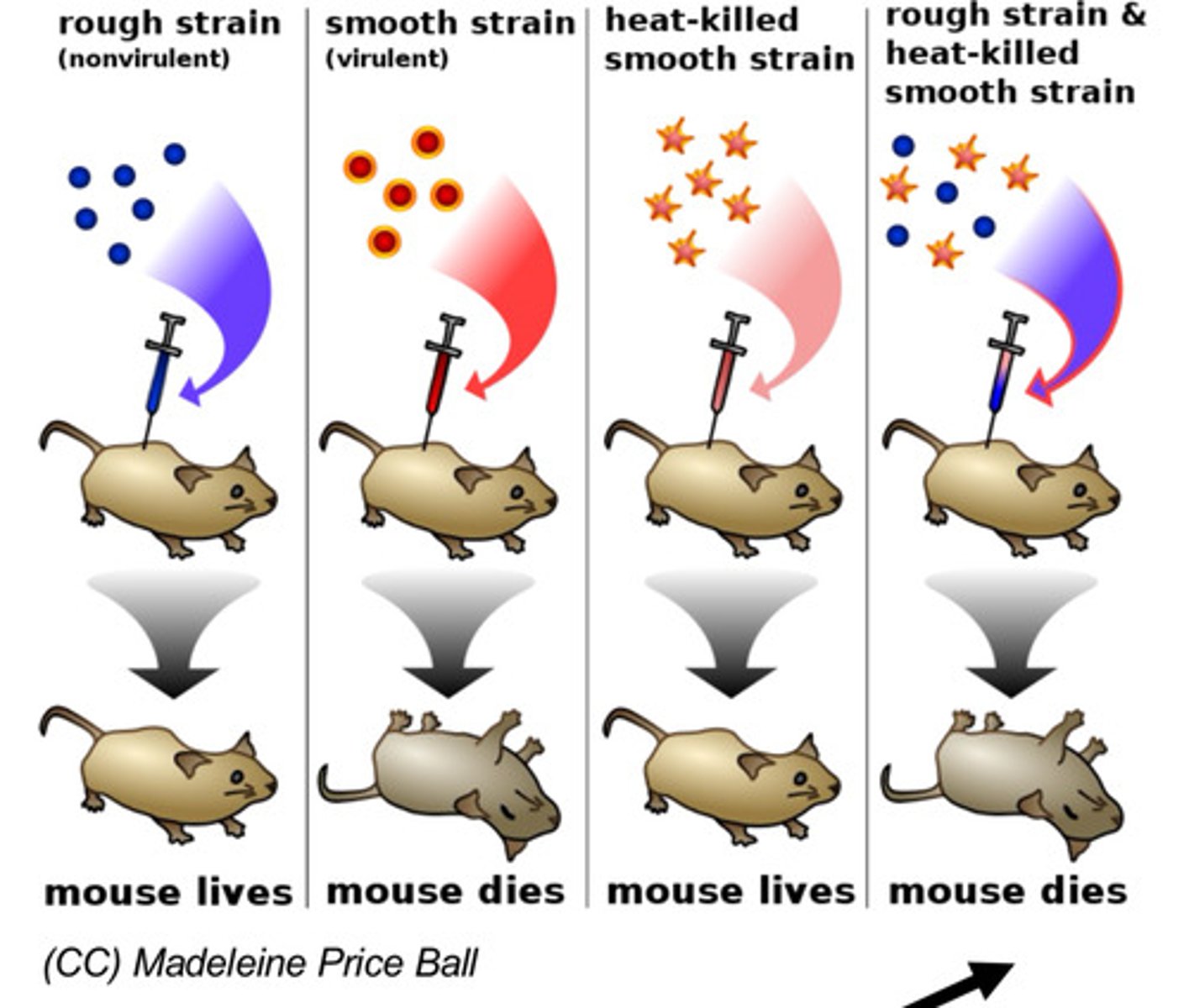 <p>Why does a mouse with a mixture of the rough strain and heat-killed smooth strain die?</p>