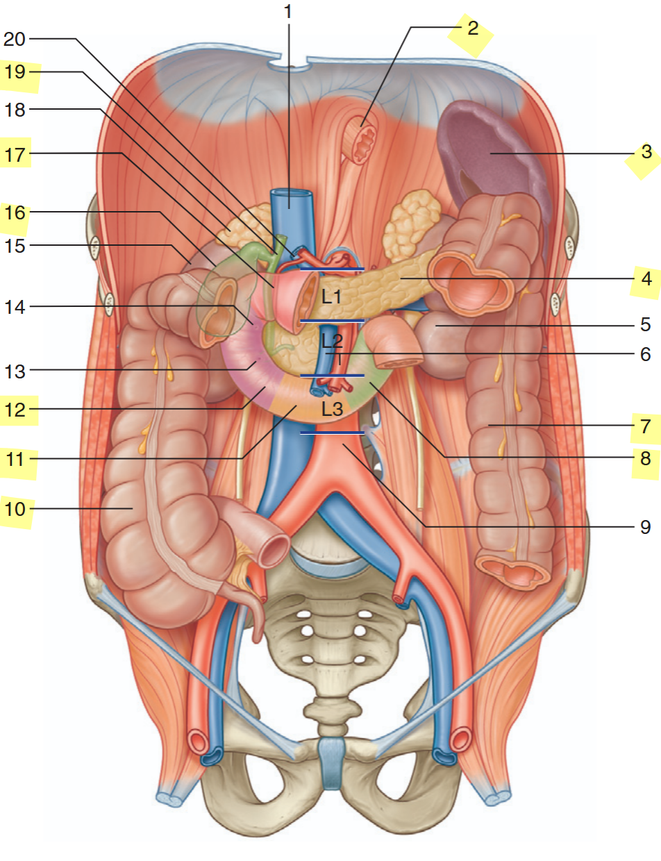 <p>identify the highlighted structures</p>