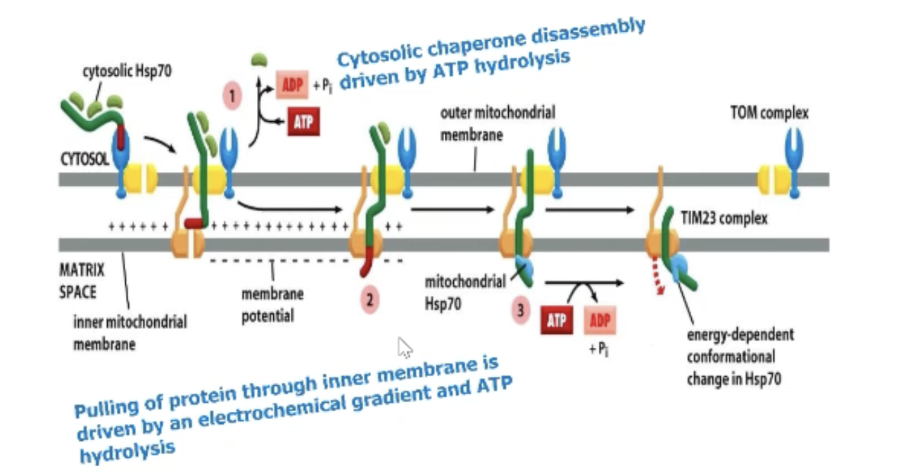 <p>Membrane potential <strong>AND </strong>hydrolysis of ATP</p>