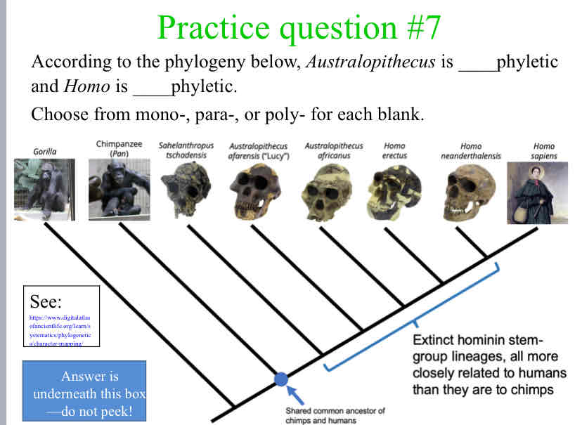 <p>According to the phylogeny below, <em>Australopithecus</em> is ____phyletic and <em>Homo</em> is ____phyletic.</p>