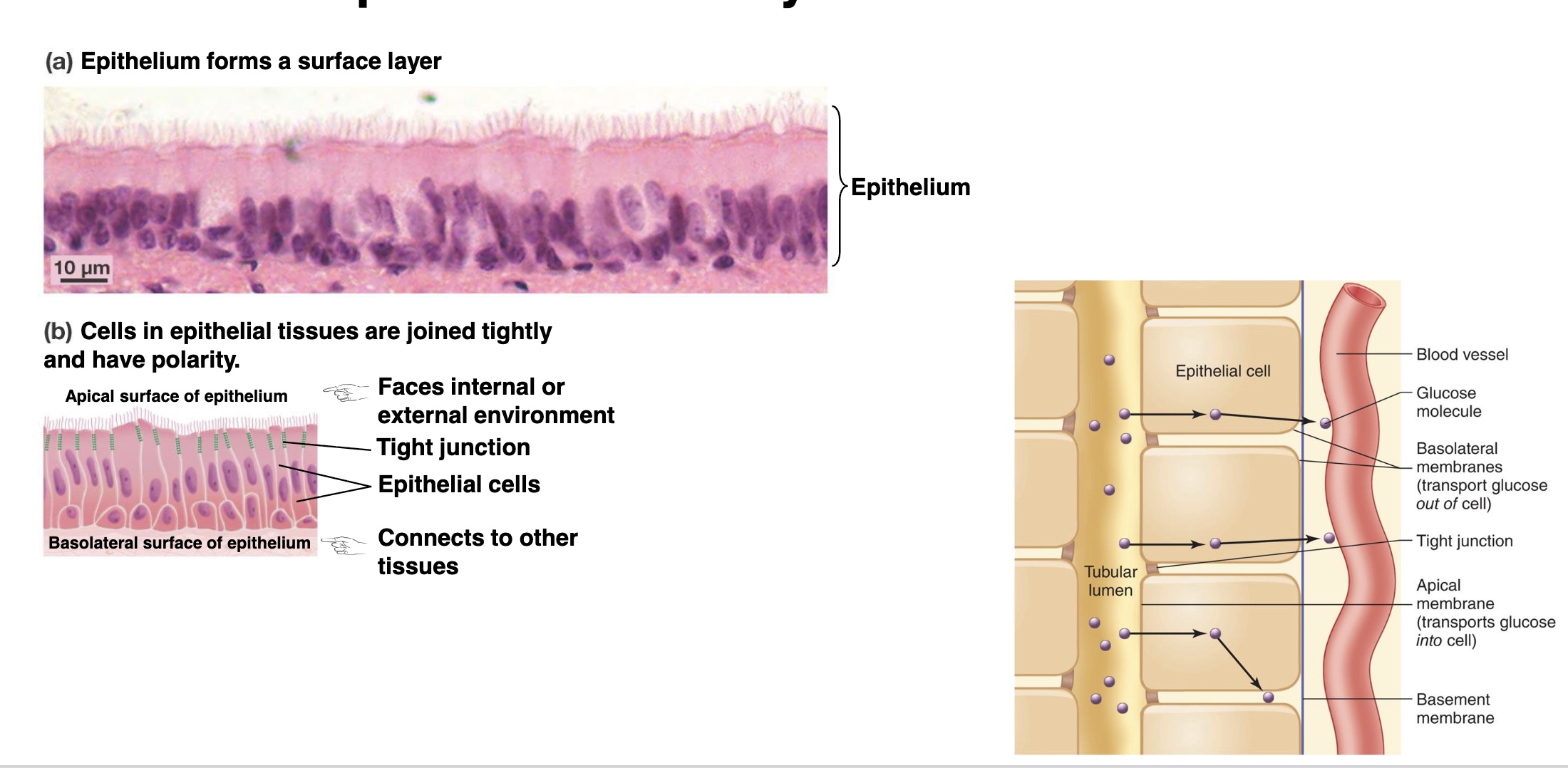 <p><strong>-provides protection and regulates which materials pass across body surfaces</strong></p><p>-ex: <strong>lining of GI tract</strong> organs and other <strong>hollow organs</strong>; <strong>Skin surface </strong>(epidermins)</p><p>*good for blood and blood vessels bc is an anti-coagulant; kidney and digestive move things between compartments, and kidney regulates movement of dissolved molecules and what waste and what keep</p><ul><li><p><mark data-color="yellow" style="background-color: yellow; color: inherit;">Apical surface:</mark> faces out (ex: skin surface, stomach wall inside)</p></li><li><p><mark data-color="yellow" style="background-color: yellow; color: inherit;">Basolateral surface</mark></p></li></ul><p></p>
