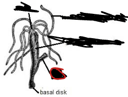 <p>What is the red label on this hydra called?</p>