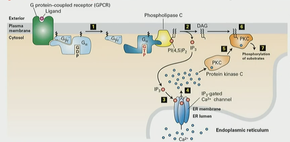<ol><li><p>GPCR activation activates PLC </p></li><li><p>PLC cleaves PIP2 → IP3 + DAG</p></li><li><p>IP3 diffuses through cytosol and opens Ca2+ ER channel</p></li><li><p>Ca2+ ions released, binds PKC, activation by DAG on PM</p></li><li><p>activated PKC leaves membrane to phosphorylate subcellular targets</p></li></ol><p></p>