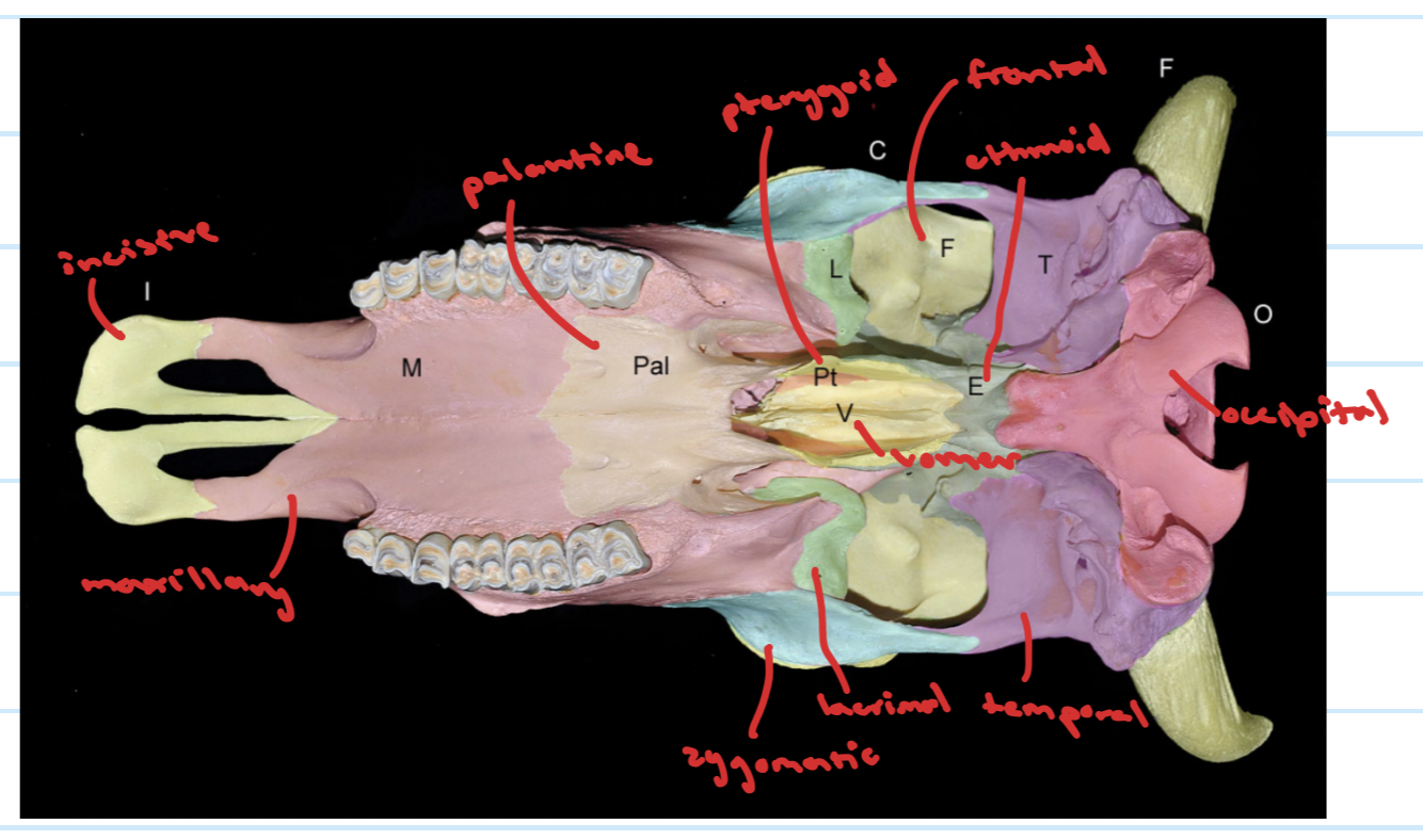 knowt flashcard image
