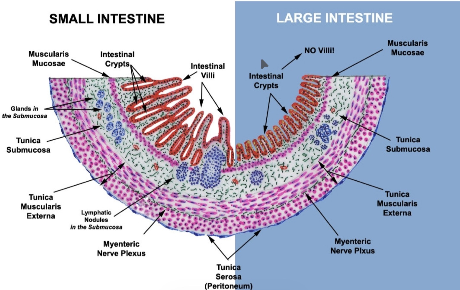 <ul><li><p>Lacks villi but has glands and crypts</p></li><li><p>Crypts contain mucous secreting cells and stem cells </p></li><li><p>Simple columnar epithelial cells </p></li></ul><p></p>