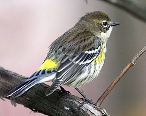 <p>What Bird is this? and gender</p>