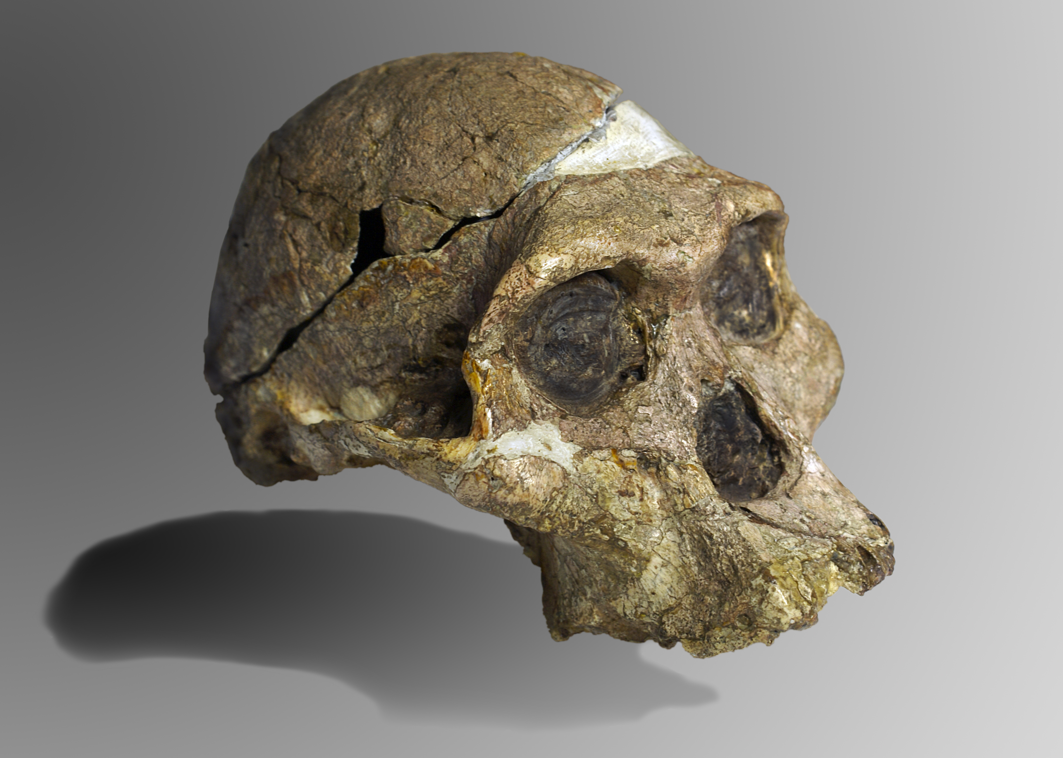-small brain (485 ccs)
-prognathic (projecting lower jaw)