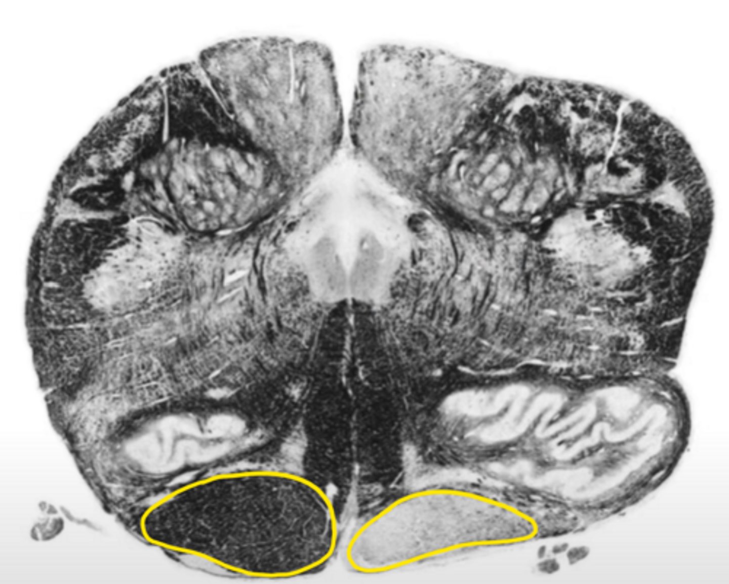 <p>ID the structure</p>