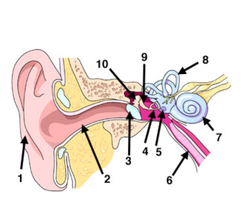 <p>What is 3 Pointing to?</p>