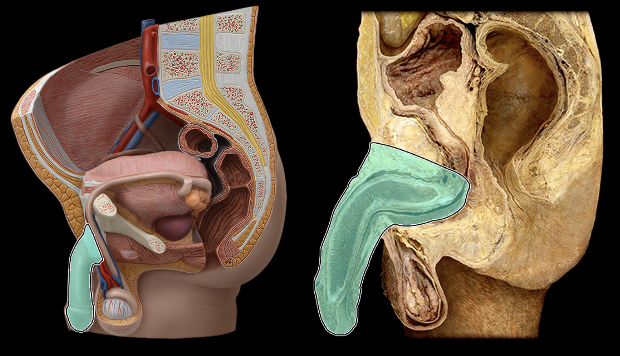 <p>What structure is shown?</p>