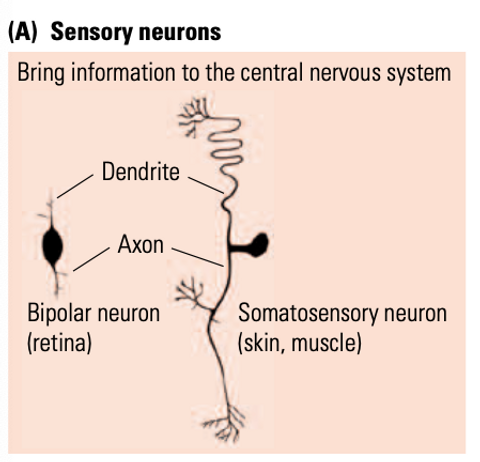 projects from a sensory receptor in the body into the spinal cord. its dendrite and axon are connected so messages don’t have to pass through the body, speeding up information conduction