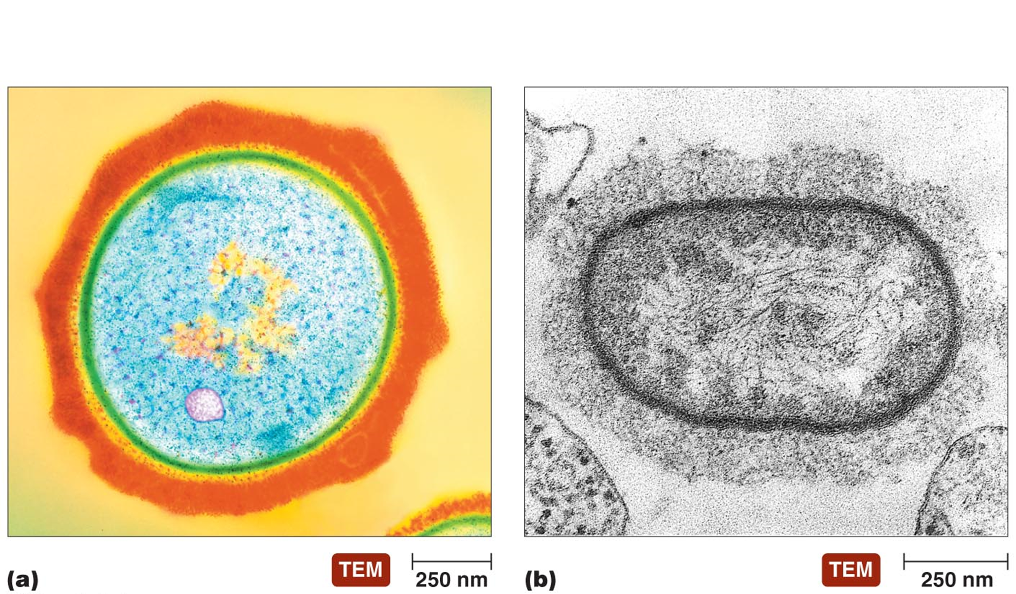 left: capsule<br />right: slime layer