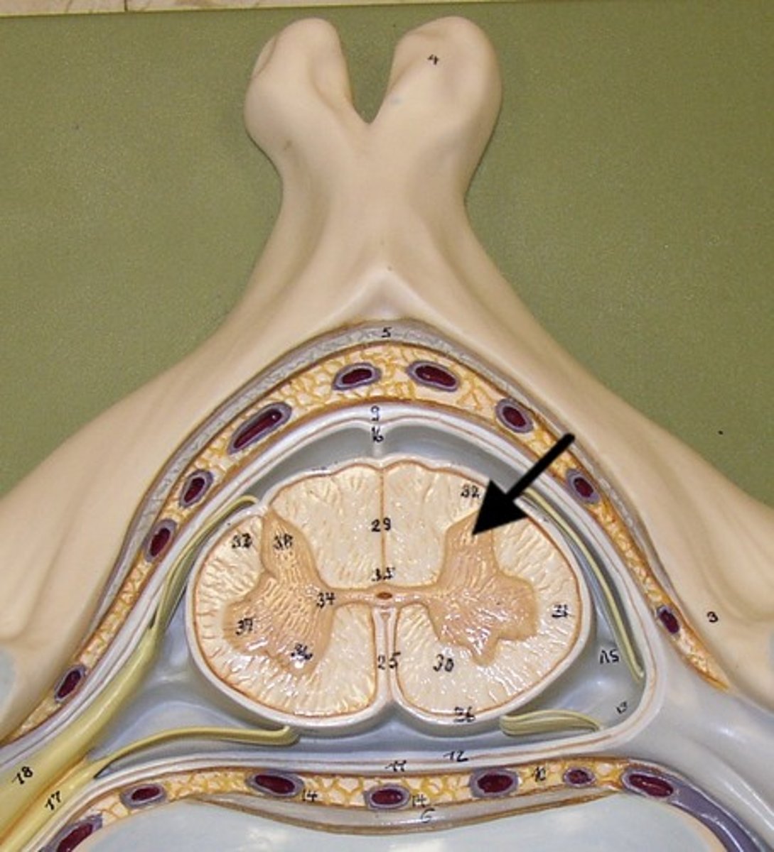 <p>hold somatosensory interneurons (somatic + visceral)</p>