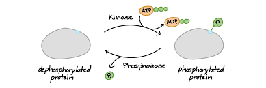 <p>Phosphorylation </p>