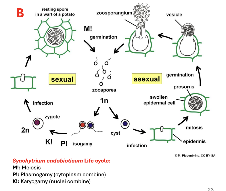 <p>Describe<strong> ecology of Chytrids</strong></p>