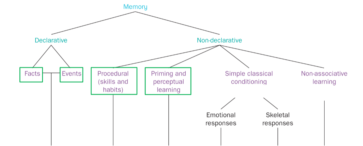 <ul><li><p>Expliciet geheugen —> <strong>semantisch </strong>en <strong>episodisch</strong> geheugen</p></li><li><p>Niet-declaratief geheugen —></p><ul><li><p><strong>Procedureel geheugen </strong>(skills en habits)</p></li><li><p><strong>Priming & perceptueel leren</strong></p></li><li><p><strong>Conditioneren</strong></p></li><li><p><strong>Non-associatief leren</strong></p></li></ul></li></ul><p></p>