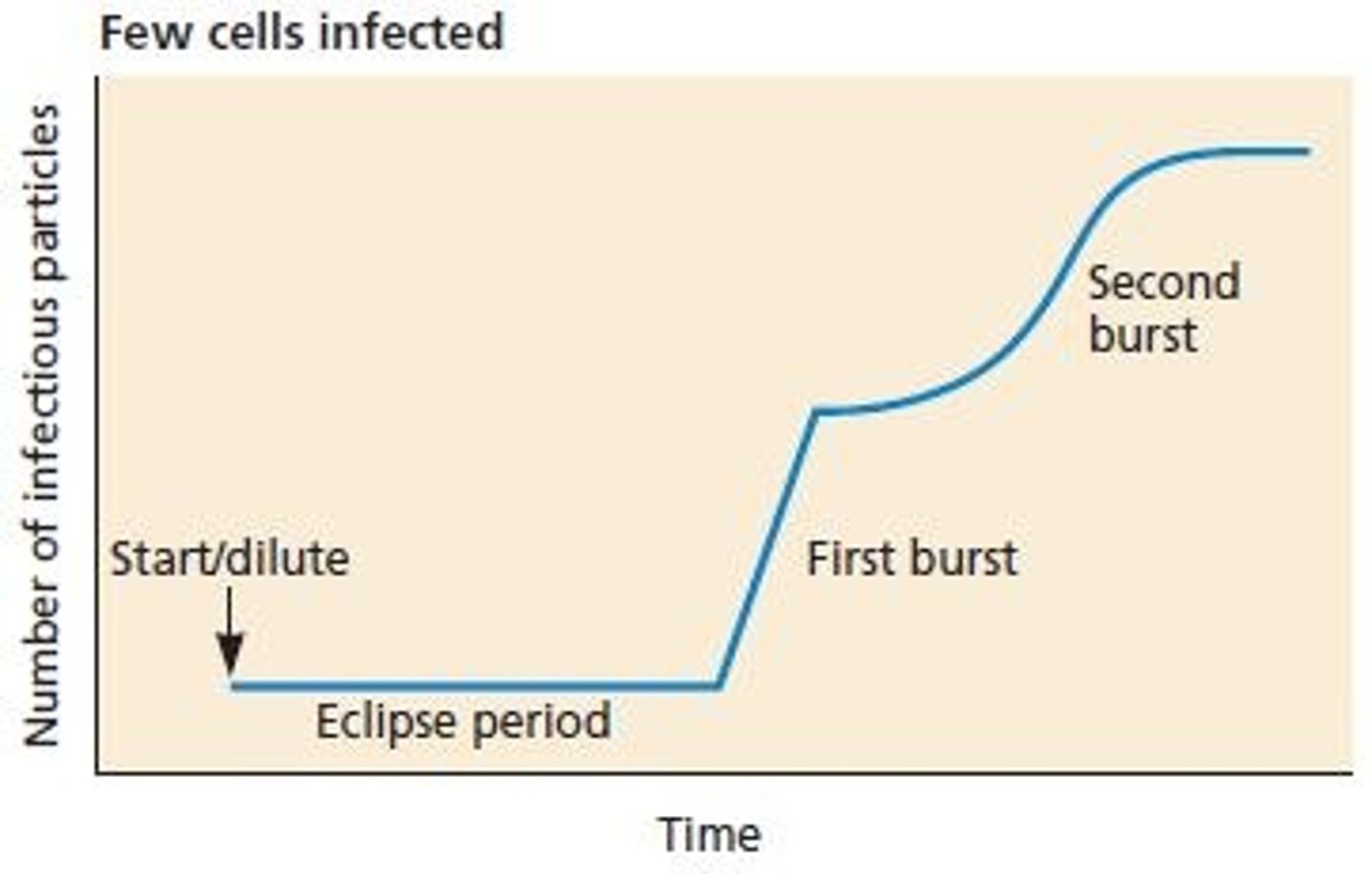 <p>cellular infection is not synchronized; small # of cells infected and may get multiple bursts; Low MOI (0.1)</p>