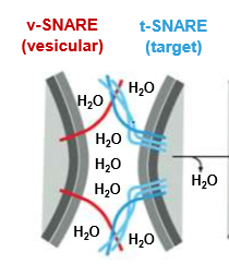 <p>A) v-SNARE (vesicle SNARE)</p><p>B) t-SNARE (target SNARE)</p><p>They anchor the vesicle to the target membrane in order to squeeze out the water shell surrounding both membranes and preventing fusion. Only matching v/t-SNARE pairs are capable of fusion.</p>