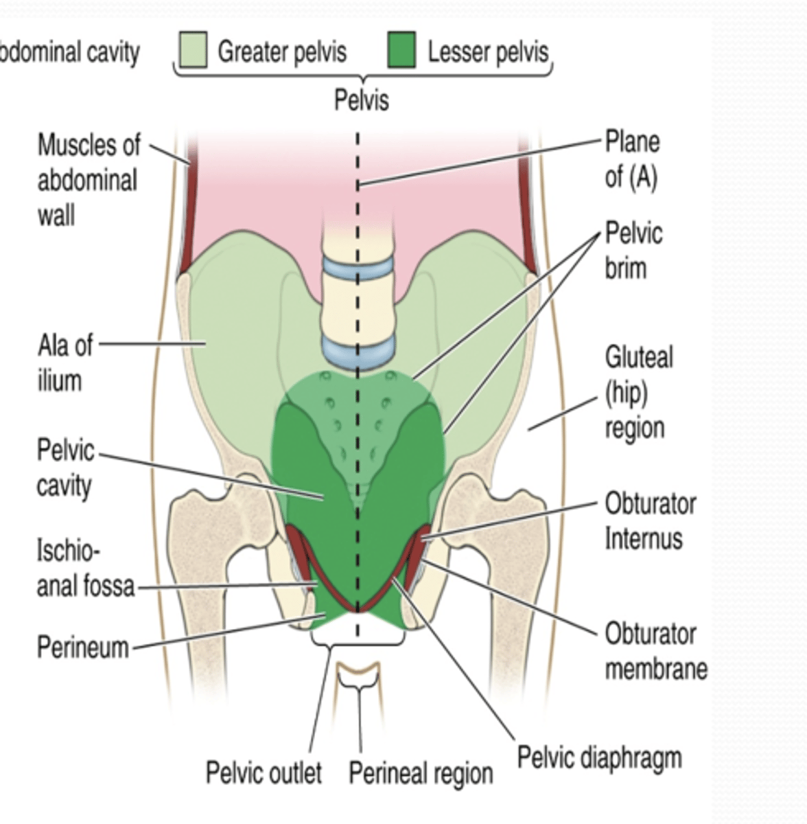 <p>What is the Inferior external boundary of the pelvis? </p>