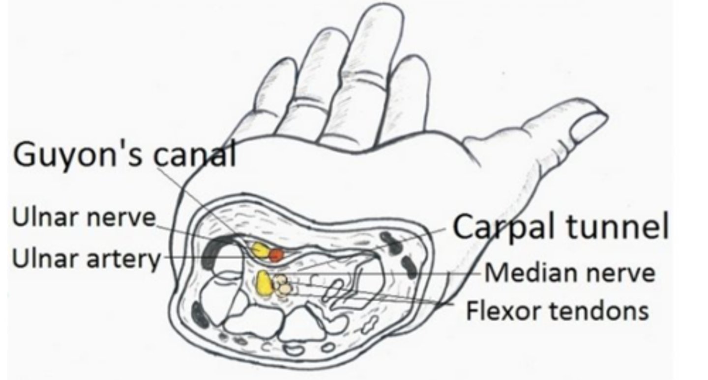 <p>- nervus ulnaris</p><p>- arteria ulnaris</p>