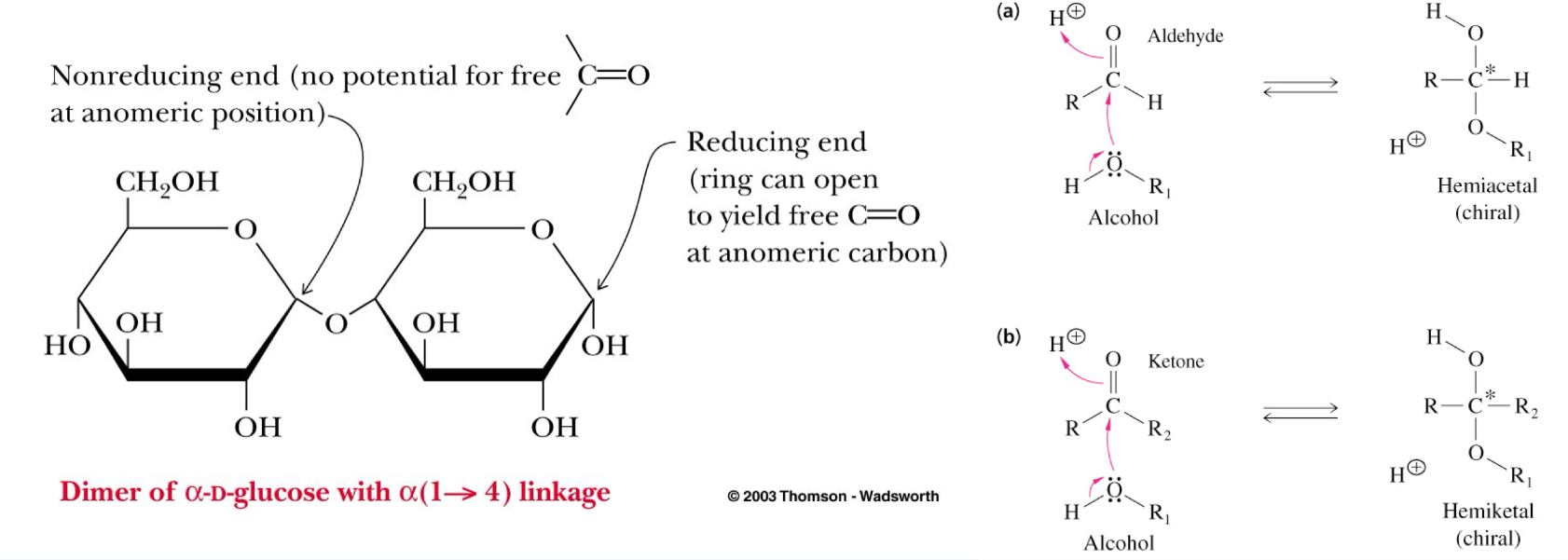 <ul><li><p>Monosaccharides have reducing ends&nbsp;</p></li><li><p>Upon formation of a glycosidic bond, the anomeric carbon becomes non-reducing&nbsp;</p></li><li><p>A reducing end can still participate in ring opening, yielding a free carbonyl&nbsp;</p></li></ul><p></p>