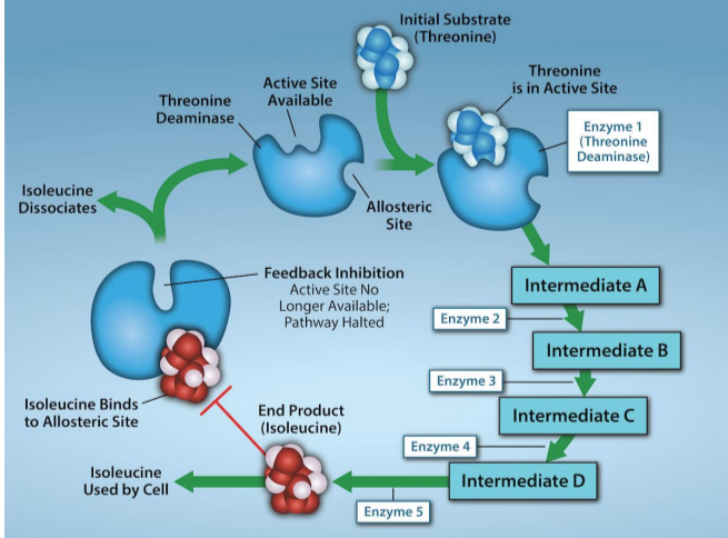 <p>end-product of pathway inhibits an upstream step</p><ul><li><p>important regulatory mechanism in cells</p><ul><li><p>ex. ATP allosterically inhibits some enzymes involved in cellular respiration</p></li></ul></li></ul><p></p>
