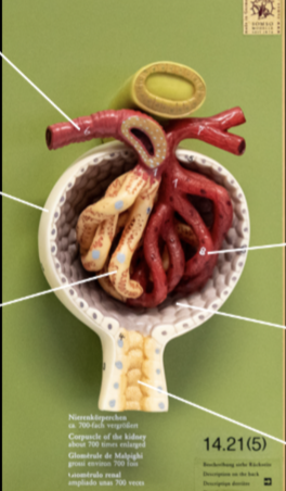 <p>Label - renal corpuscle </p>