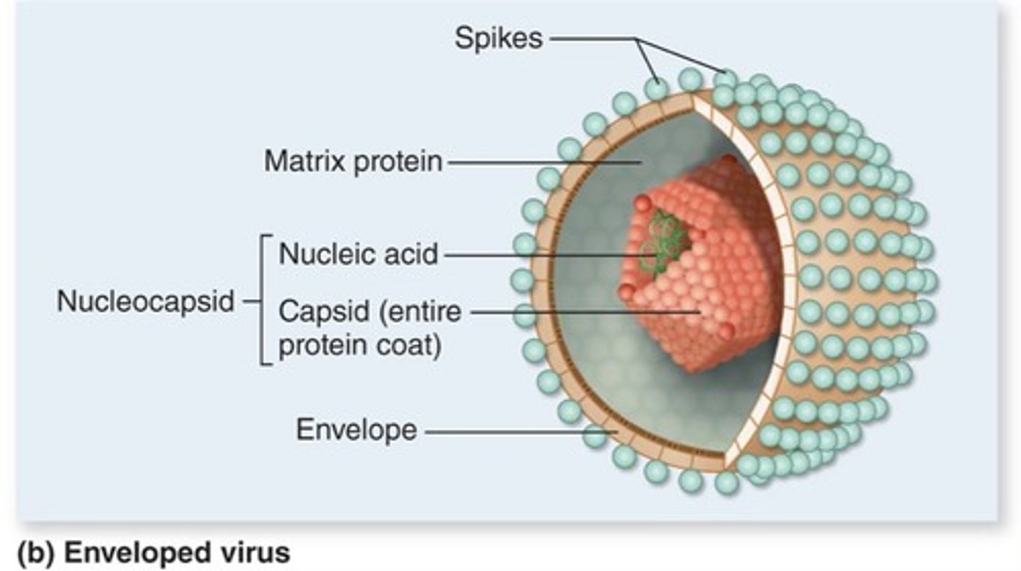 Chapter 6 Viruses Flashcards Knowt