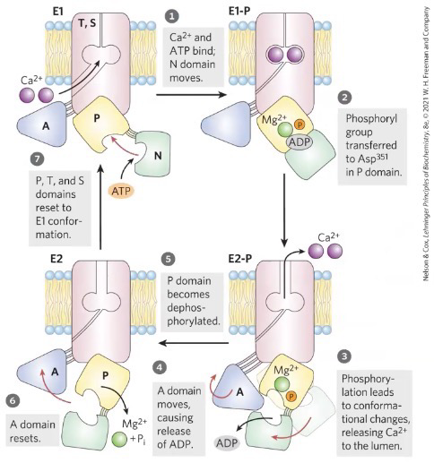 <p><span style="background-color: transparent;"><span>1. Ca2+ and ATP bind; N domain moves</span></span></p><p><span style="background-color: transparent;"><span>2. Phosphoryl group transferred to Asap351 in P domain </span></span></p><p><span style="background-color: transparent;"><span>3. Phosphorylation leads to conformational changes, releasing Ca2+ to the lumen</span></span></p><p><span style="background-color: transparent;"><span>4. A domain moves causing release of ADP</span></span></p><p><span style="background-color: transparent;"><span>5. P domain becomes dephosphorylated</span></span></p><p><span style="background-color: transparent;"><span>6. A domain resets</span></span></p><p><span style="background-color: transparent;"><span>7. P, T, and S domains reset to E1 conformation</span></span></p><p><span style="background-color: transparent;"><span>Also has an A P and N domain</span></span></p>