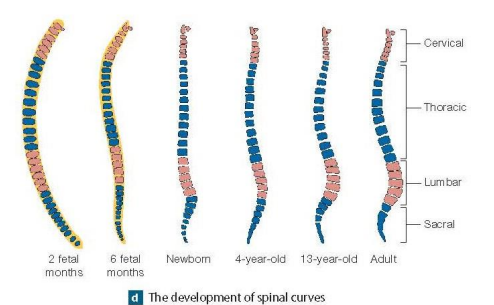 <p>The adult vertebral column has four curvatures: two primary curvatures (thoracic and sacral) that are present at birth, and two secondary curvatures (cervical (babies can’t lift their heads) and lumbar) that develop later as the child grows and begins to hold its head up and walk.</p>