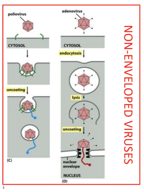 <ul><li><p><strong>Poliovirus</strong> = <em><u>partial degrading of capsid &gt; extrusion of NA into cytoplasm</u></em></p></li><li><p><strong>Adenovirus</strong> = e<em><u>ndocytosis &gt; low pH of endosomes lead to lysis/release of viral genome into cytoplasm &gt; uncoating and delivery to nucleus</u></em></p></li></ul><p></p>