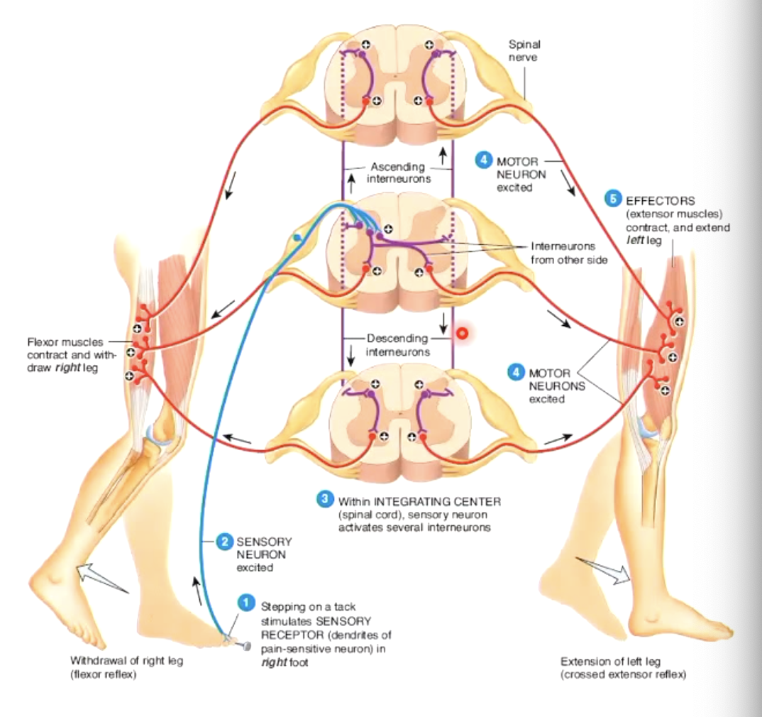 <p>intersegmental</p>