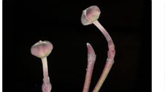 <p>flowering dogwood</p>