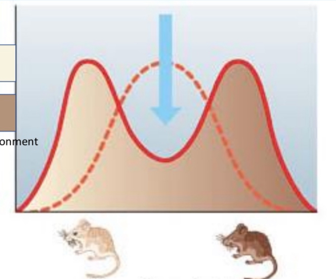 <p>disrupts how selection works&nbsp;</p>