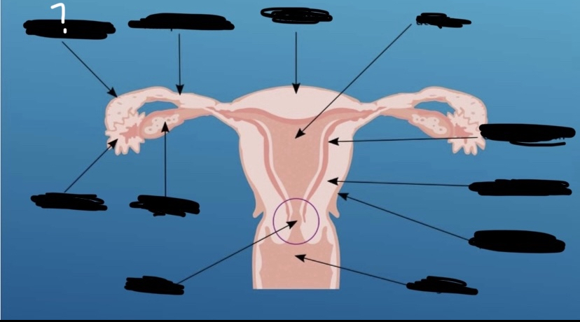 What is the arrow pointing to?