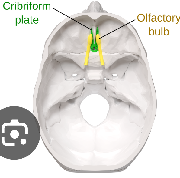 <p>Cribiform plate</p>