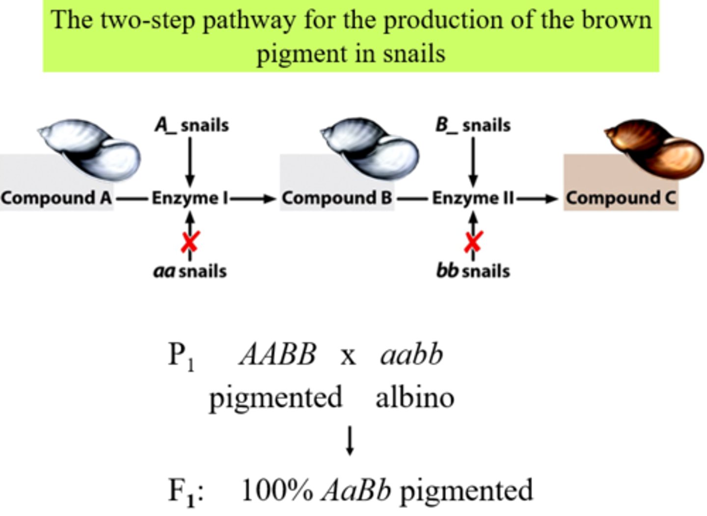 <p>- identical phenotypes produced by both homozygous recessive genotypes, so a different phenotype is produced ONLY if there is at least one dominant allele at each locus <br>- genotype aa__ and __bb result in same phenotype, no matter genotype of other locus<br>- 9:3:3:1, A_B_:A_bb:aaB_:aabb</p>