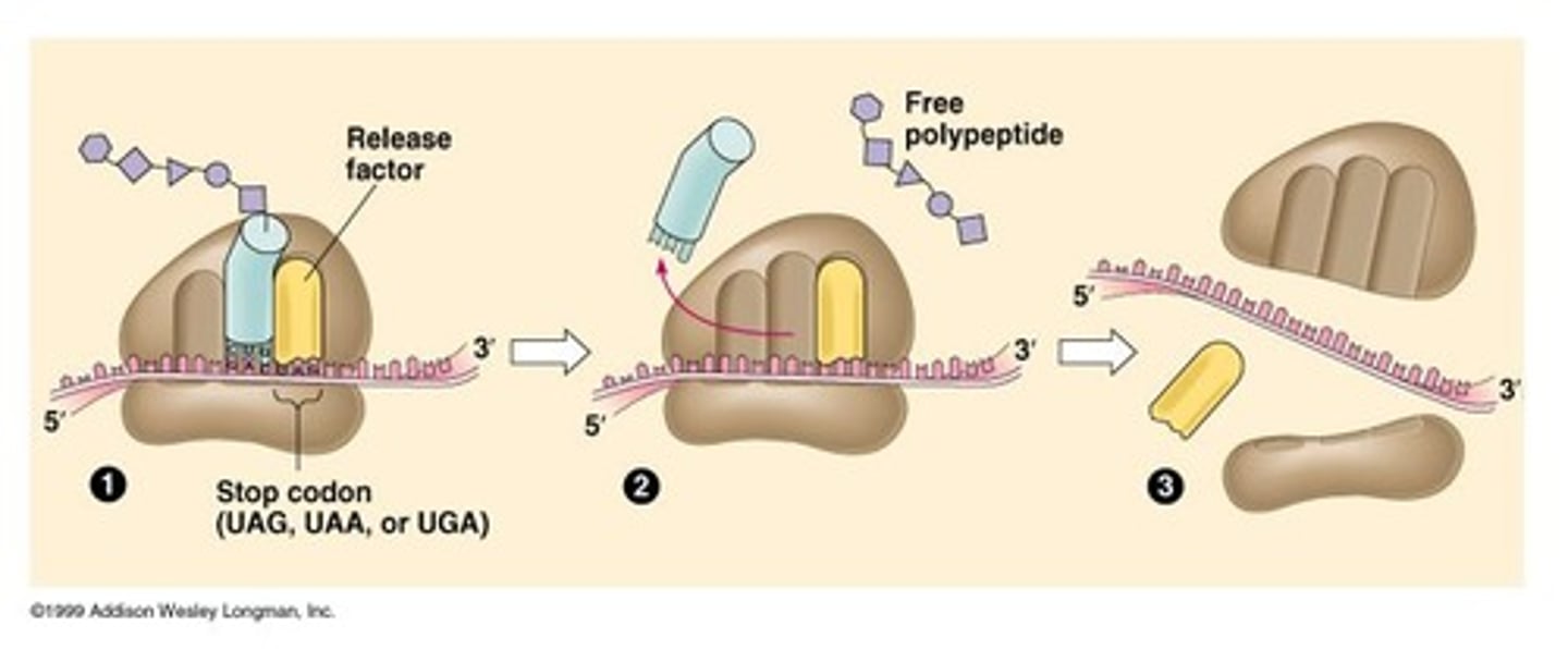 <p>A stop codon in the mRNA causes the release factors to disassociate the translation complex.</p>