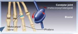 <p>Condylar joints (ellipsoid joints)</p>