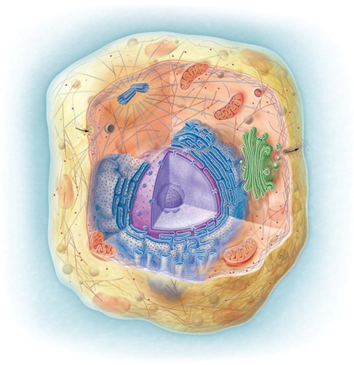 <p>The jelly-like substance within a cell that contains organelles and is the site of many cellular processes.</p>