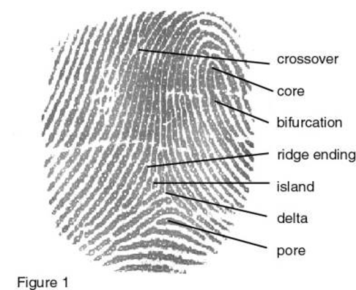 <p>(pl. n) small or trivial details, trifling matters</p><p><span>Sentence:</span> "Instead of focusing on the big concepts for the history test, he got bogged down in the minutiae of exact dates and footnotes."</p>