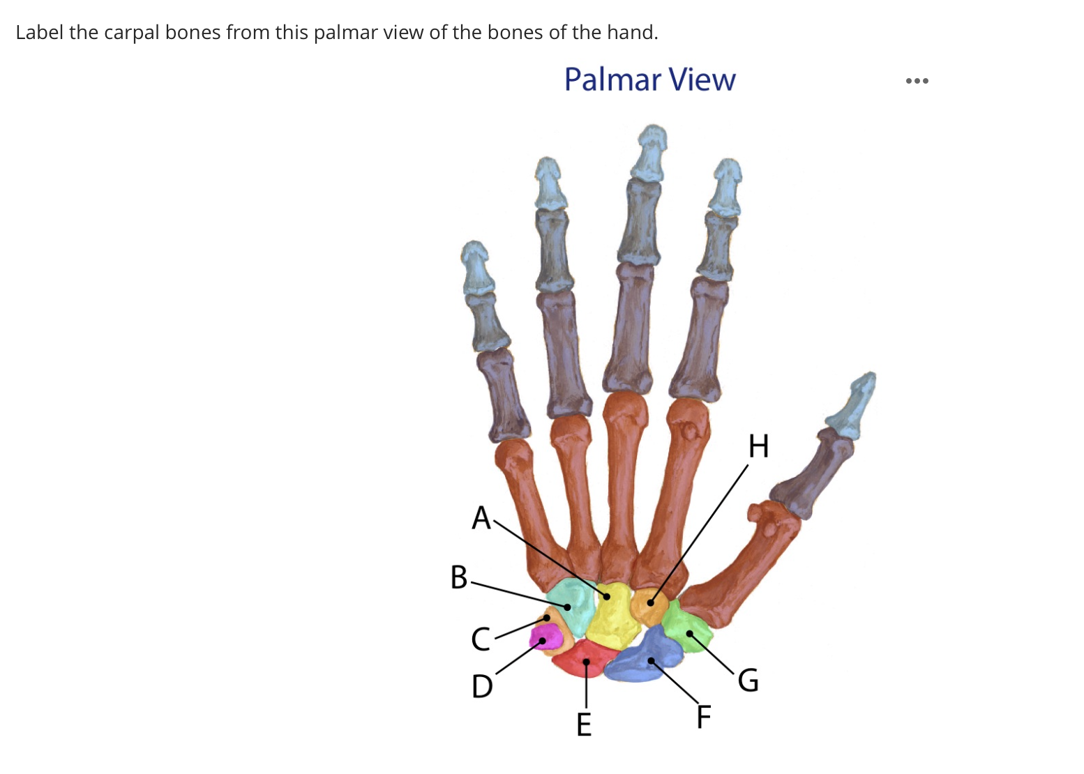 <p>Trapezoid (palmer view of right wrist)</p>