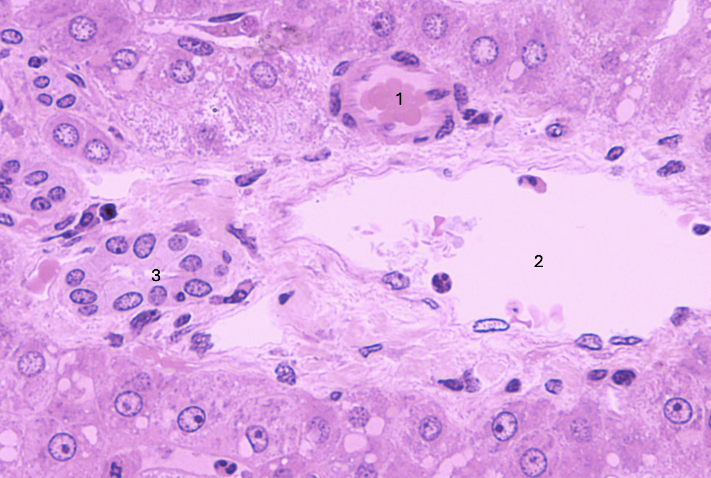 <p>ID the structure</p>