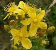 <p>hypericum maculatum</p>