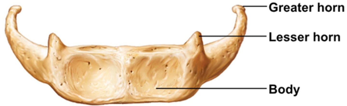 <p>U-shaped bone at the base of the tongue that supports the tongue and its muscles.</p><p>Site of attachment for muscles of swallowing and speech</p>