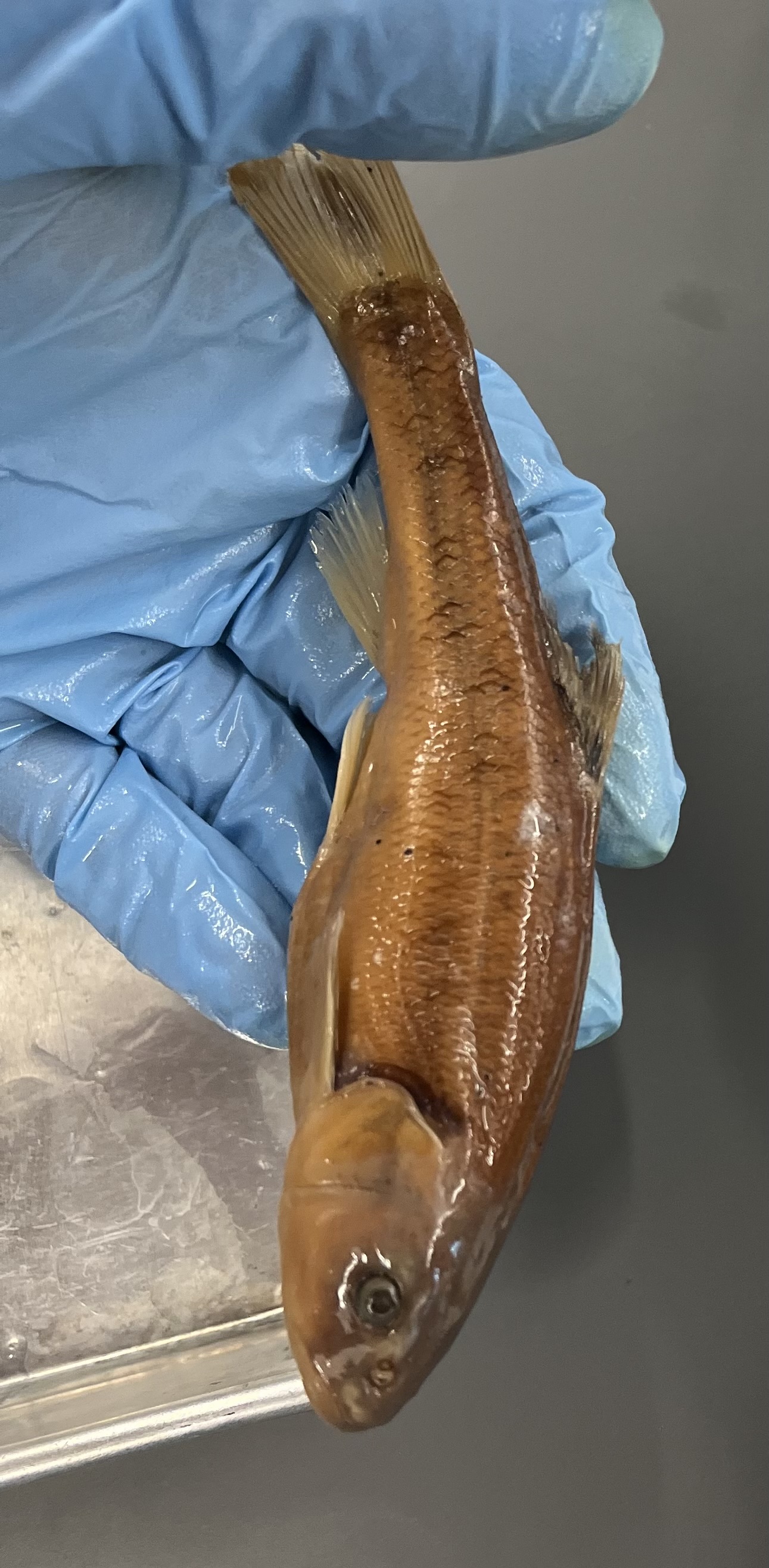 <p>Black spot on dorsal fin</p><p>Smaller scales</p>